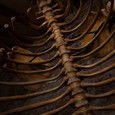 Cave Bear Skeleton ribs close up