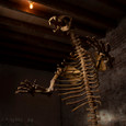 Cave Bear Skeleton look up dynamic shot