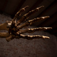 Cave Bear Skeleton hand close up