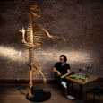 Cave bear Skeleton with man sitting down and light streak