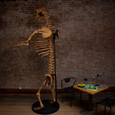 Cave Bear Skeleton back side