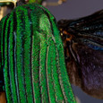Beauchene Jewel Beetle elytra clos up