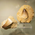 Collector's Mosasaur Tooth in Matrix - Thumbnail