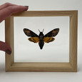 African Death's Head Moth - Natural Finish - In Hand