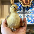 Yellow Duckling 