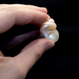 Brown Pacific Turban - Seashell