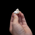 Brown Pacific Turban - Seashell