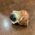 Cat's Eye - Seashell
