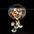 Cat's Eye - Seashell