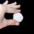 Sea Cookie - Sand Dollar