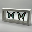 Milon's Bluebottle Butterflies - Graphium Anthedon Milon