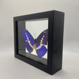 Helena Morpho Butterfly - Morpho Rhetenor Helena