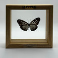 Striped Blue Crow Butterfly - Euploea Mulciber