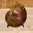 Ammolite Ammonite  - Unique Specimen 
