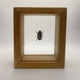 Common Sun Beetle - Amara Aenea