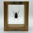 Southern South American Stag Beetle - Chiasognathus Jousselinii