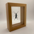 Bumelia Borer Beetle - Plinthocoleium Suaveolens