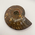 Large Fossil Ammonite - Cleoniceras species