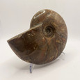 Large Fossil Ammonite - Cleoniceras species