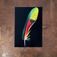 Parrot Feather Postcard