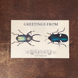 Beetle Greeting Postcard