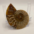 Half Fossil Ammonite - Cleoniceras