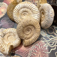Perisphinctes species - Fossil Ammonite