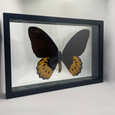 Ornithoptera Goliath Butterfly - Female