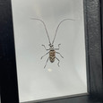 Longhorn Beetle - Gerania bosci