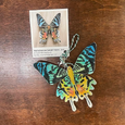 Ella Bonallack Felt Keychain - Madagascan Sunset Moth (B)