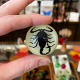 Black Scorpion Glow-in-the-Dark Magnet