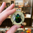 Chafer Beetle Glow-in-the-Dark Magnet