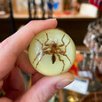 Water Spider Glow-in-the-Dark Magnet