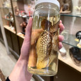 Armadillo Head in a Jar (Dasypus novemcinctus)