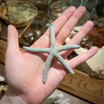 Blue Linkia Starfish - 3"