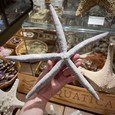 Blue Linkia Starfish - 9"