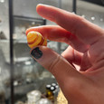 Yellow Land Snail Shell - Cepaea nemoralis