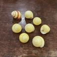 Yellow Land Snail Shell - Cepaea nemoralis