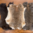 Rabbit Pelt 