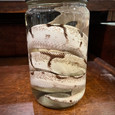 Ball Python in Jar