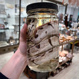 Ball Python in Jar