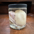 Albino Ball Python with egg in Jar