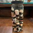 Pueblan Milk Snake in Jar