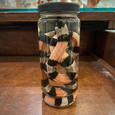 Pueblan Milk Snake in Jar