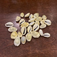 Money Cowrie - Monetaria moneta