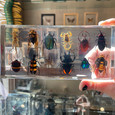 Dozen Insects in Resin Collection