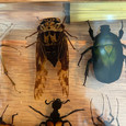 Dozen Insects in Resin Collection