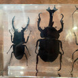 Four Beetles in Resin Collection