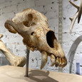 Fossil Cave Bear Skull on Museum Base