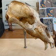 Fossil Cave Bear Skull on Museum Base